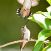 Allen's Hummingbird
